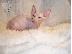 PoulaTo: Όμορφα γατάκια Sphynx μόνο whatsapp (+63-995-461-6242)